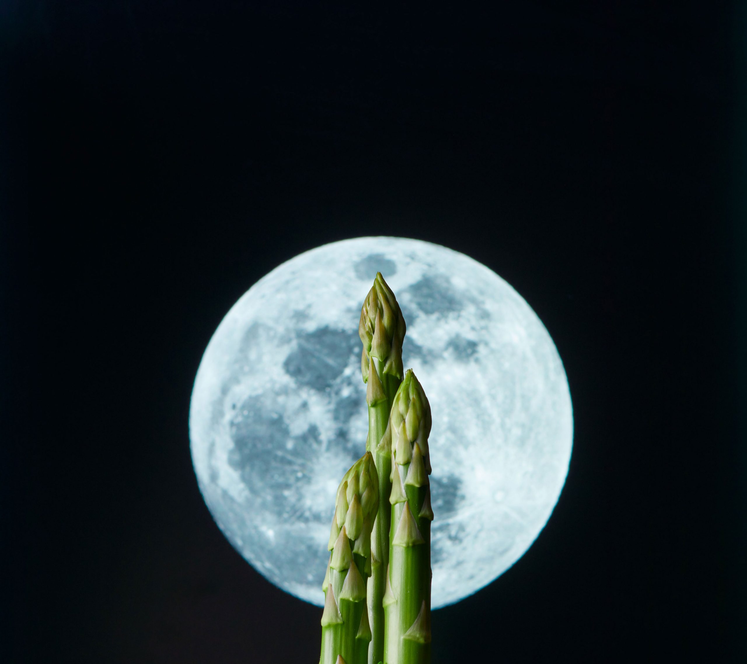 月詠　満月背景